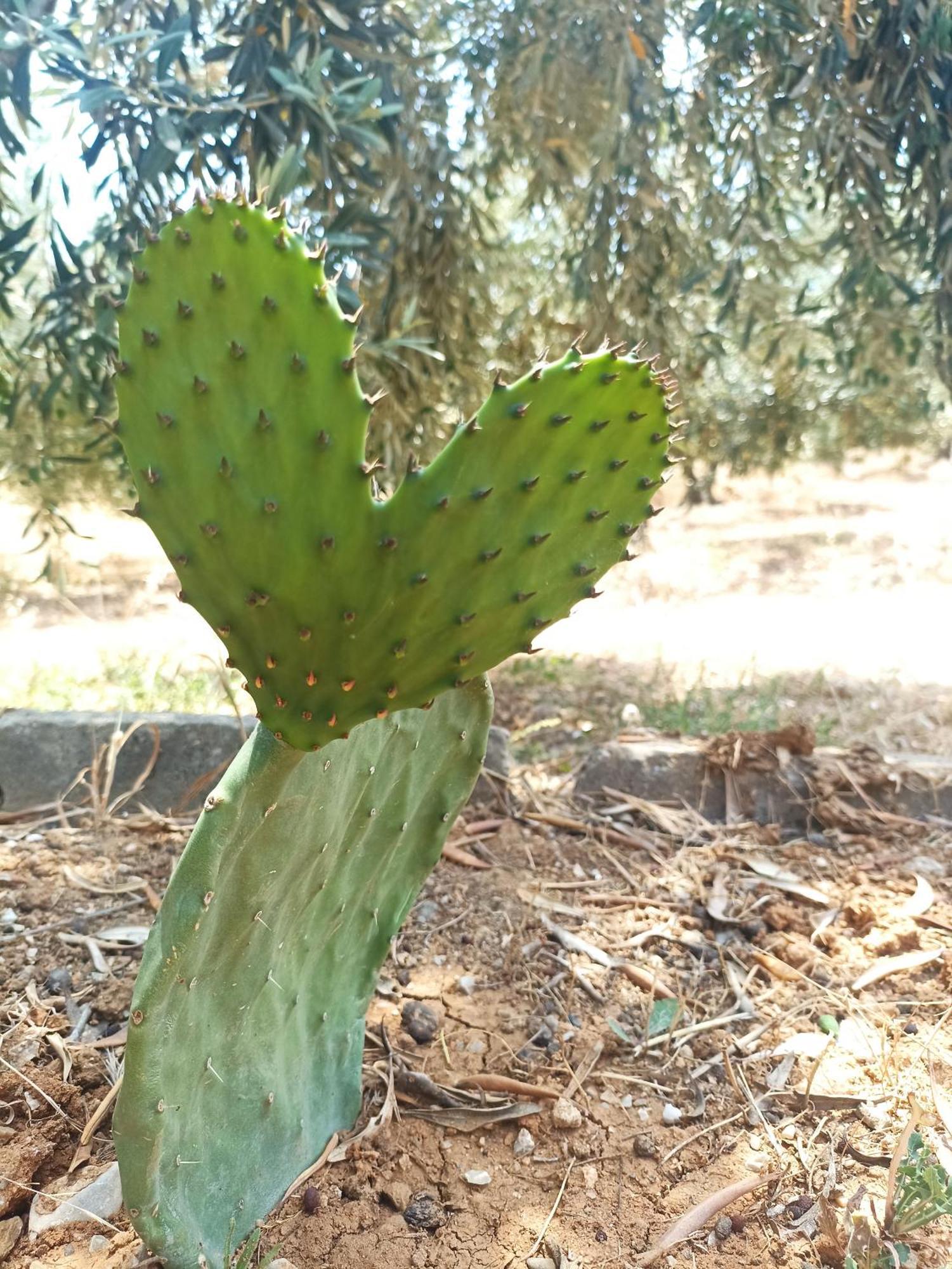 Kalelia Nea Poteidaia Exterior foto